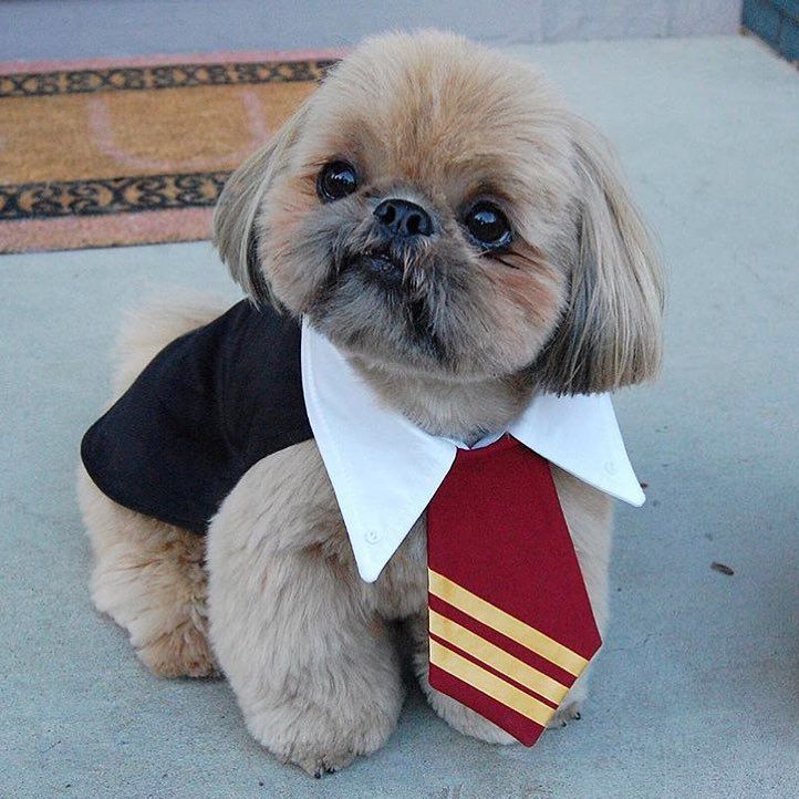 Internet celebrity Dougie the Shih Tzu.